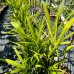 Trachycarpus Fortunei (Palma konopná) kont. C1.5L, celková výška:  40-60 cm (-17°C) - 4 až 6 paliem v jednom kvetináči