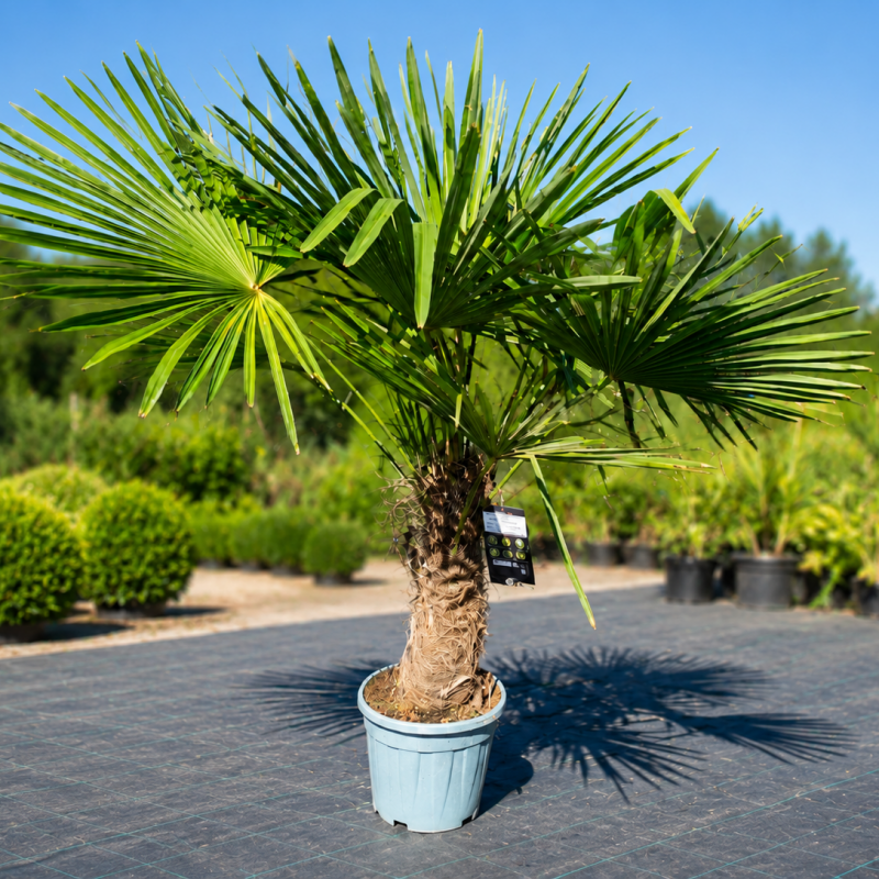 Trachycarpus fortunei (Palma konopná) - výška kmeňa 40-50 cm, celková výška 120-160 cm, kont. C20L/55L (-17°C)