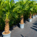 Trachycarpus fortunei (Palma konopná) - výška kmeňa 40-50 cm, celková výška 120-160 cm, kont. C20L/55L (-17°C)