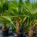 Trachycarpus fortunei (Palma konopná) - výška kmeňa 60-70 cm, celková výška 180-200 cm, kont. C70L (-17°C) Trachycarpus fortunei (Palma konopná) - výška kmeňa 60-70 cm, celková výška 180-200 cm, kont. C70L (-17°C)