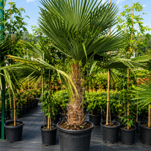 Trachycarpus fortunei (Palma konopná) - výška kmeňa 60-70 cm, celková výška 180-200 cm, kont. C70L (-17°C)