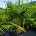 Trachycarpus fortunei (Palma konopná) - výška kmeňa 60-70 cm, celková výška 180-200 cm, kont. C70L (-17°C) Trachycarpus fortunei (Palma konopná) - výška kmeňa 60-70 cm, celková výška 180-200 cm, kont. C70L (-17°C)
