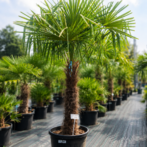 Trachycarpus Fortunei (Palma konopná) kont. C70L, výška kmeňa: 80-90 cm, celková výška: 180-220 cm (-17°C)
