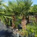 Trachycarpus Fortunei (Palma konopná) kont. C70L, výška kmeňa: 80-90 cm, celková výška: 180-220 cm (-17°C) Trachycarpus Fortunei (Palma konopná) kont. C70L, výška kmeňa: 80-90 cm, celková výška: 180-220 cm (-17°C)