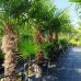 Trachycarpus Fortunei (Palma konopná) kont. C70L, výška kmeňa: 80-90 cm, celková výška: 180-220 cm (-17°C) Trachycarpus Fortunei (Palma konopná) kont. C70L, výška kmeňa: 80-90 cm, celková výška: 180-220 cm (-17°C)