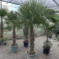 Trachycarpus fortunei (Palma konopná) - výška kmeňa 110-130 cm, celková výška 250-270 cm, kont. C70L (-17°C) Trachycarpus fortunei (Palma konopná) - výška kmeňa 110-130 cm, celková výška 250-270 cm, kont. C70L (-17°C)