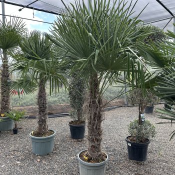 Trachycarpus fortunei (Palma konopná) - výška kmeňa 110-130 cm, celková výška 250-270 cm, kont. C70L (-17°C)
