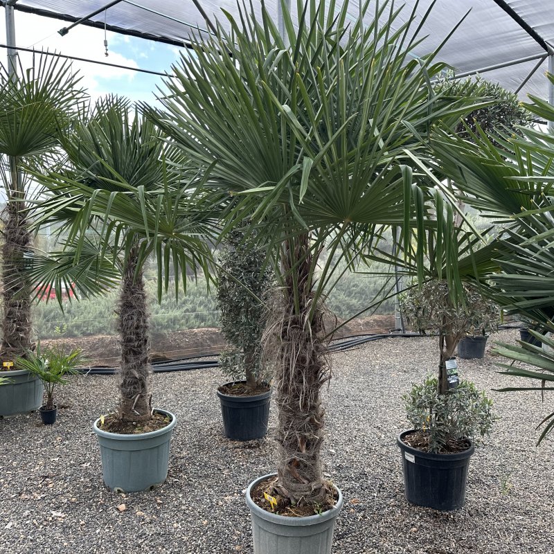 Trachycarpus fortunei (Palma konopná) - výška kmeňa 110-130 cm, celková výška 250-270 cm, kont. C70L (-17°C) Trachycarpus fortunei (Palma konopná) - výška kmeňa 110-130 cm, celková výška 250-270 cm, kont. C70L (-17°C)