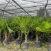 Trachycarpus Fortunei (Palma konopná) kont. C110L, výška kmeňa: 110-120 cm, celková výška: 180-200 cm (-17°C)