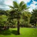 Trachycarpus fortunei (Palma konopná) - výška kmeňa 40-50 cm, celková výška 120-160 cm, kont. C20L/55L (-17°C)