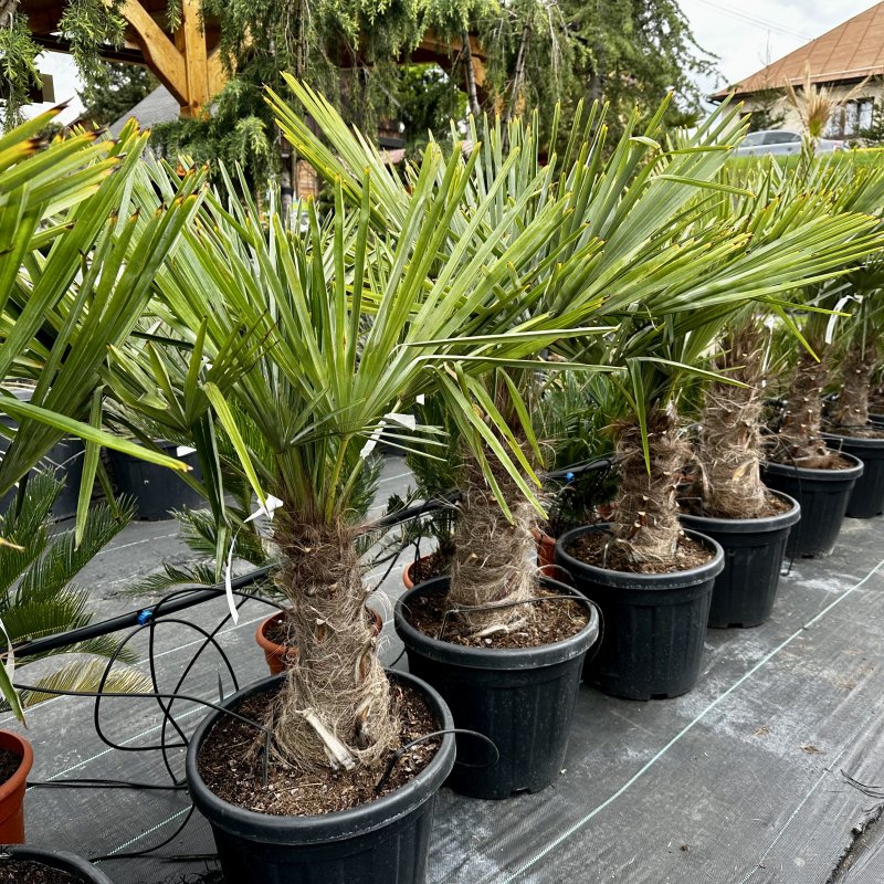 Trachycarpus fortunei (Palma konopná) - kont. C20L,  výška kmeňa 15-25 cm, celková výška 70-90 cm - 2 palmy v jednom kvetináči (-17°C) 