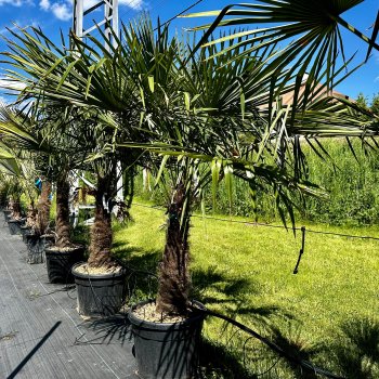 Trachycarpus fortunei (Palma konopná) - výška kmeňa 80-90 cm, celková výška 160-180 cm (-17°C) 