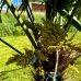 Trachycarpus fortunei (Palma konopná) - kont. C30L, výška kmeňa 10-40 cm, celková výška 90-120 cm - 3 až 4 palmy v jednom kvetináči (-17°C)