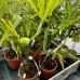 Trachycarpus fortune (Palma konopná) - kont. C7/10L, výška: 60-80 cm, výška kmeňa: 10-15 cm (-17°C)