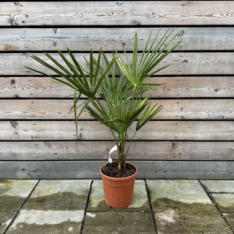 Trachycarpus fortune (Palma konopná) - kont. C7/10L, výška: 60-80 cm, výška kmeňa: 10-15 cm (-17°C)