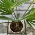 Trachycarpus fortune (Palma konopná) - kont. C7/10L, výška: 60-80 cm, výška kmeňa: 10-15 cm (-17°C)