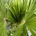 Trachycarpus fortunei (Palma konopná) - kont. C30L, výška kmeňa 10-40 cm, celková výška 90-120 cm - 3 až 4 palmy v jednom kvetináči (-17°C)