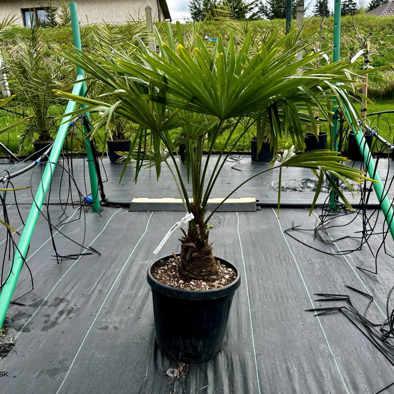 Trachycarpus fortunei (Palma konopná)  - kont. C25L, výška kmeňa 40-50 cm, celková výška 130-150 cm (-17°C) 