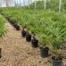 Trachycarpus Fortunei (Palma konopná) kont. C45L, výška kmeňa: 50-60 cm, celková výška: 120-150 cm (-17°C)
