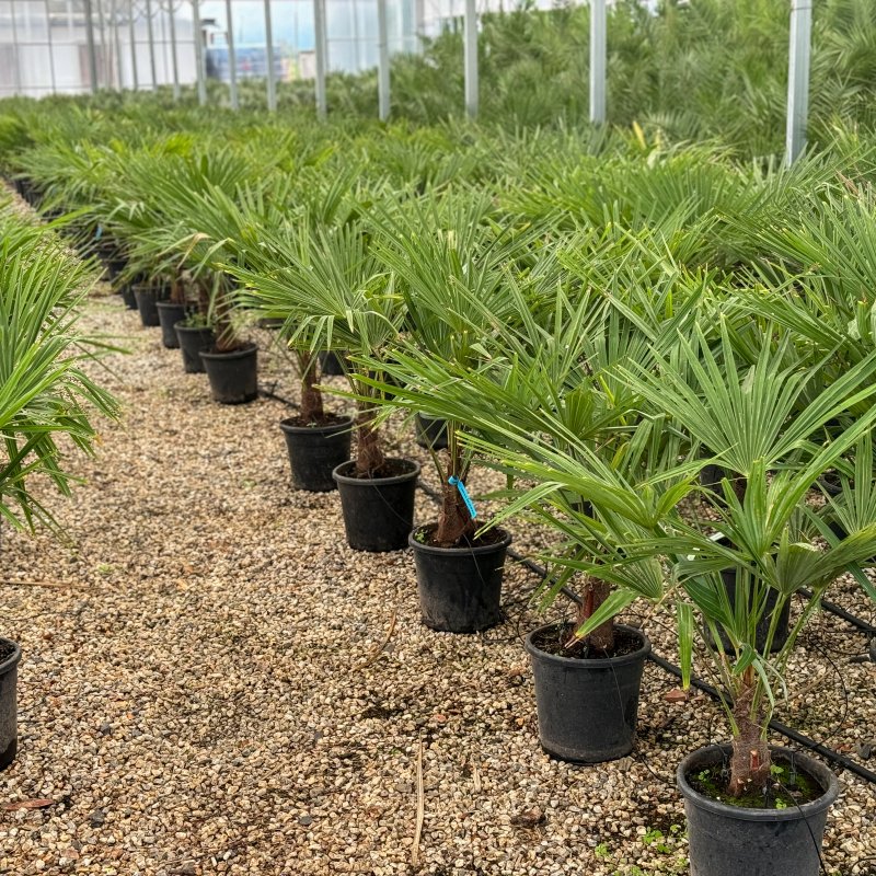 Trachycarpus fortunei (Palma konopná) - kont. C18L, výška 150-180 cm, výška kmeňa 40-50 cm (-17°C)