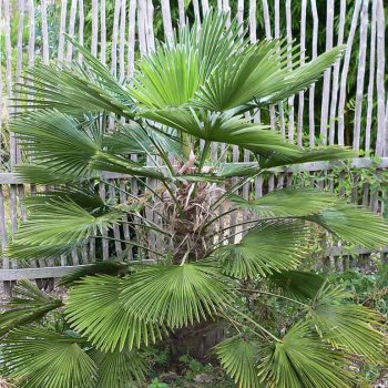Trachycarpus wagnerianus (Palma konopná) –  kont. C3L, výška 20-30 cm (-19°C)