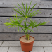 Trachycarpus wagnerianus (Palma konopná) –  kont. C3L, výška 20-30 cm (-19°C)