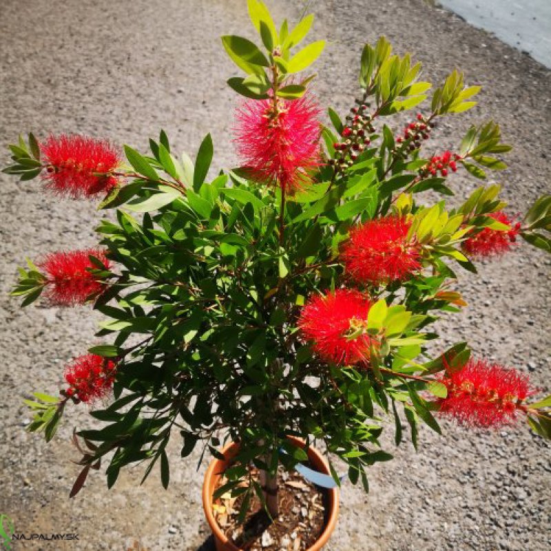Callistemon citrinus (Tyčinkovec kopijovitolistý) ´LAEVIS´ - kont. C9L, výška 160-180 cm - NA KMIENKU, červený