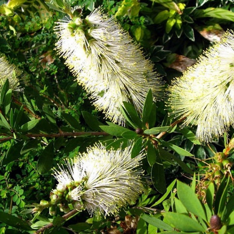 Callistemon pallidus (Tyčinkovec) ´BIANCO´ kont. C7L, výška: 100-130 cm - NA KMIENKU