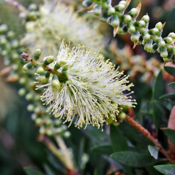 Callistemon citrinus (Tyčinkovec kopijovitolistý) ´BIANCO´ - výška 200-220 cm, kont. C15L - NA KMIENKU, biely