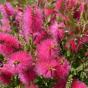 Callistemon (Tyčinkovec) ´HOT PINK´ ® kont. C3L, výška: 90-120 cm