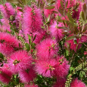 Callistemon (Tyčinkovec) ´HOT PINK´ ® kont. C3L, výška: 90-120 cm
