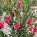 Callistemon (Tyčinkovec) ´HOT PINK´ ® kont. C3L, výška: 90-120 cm