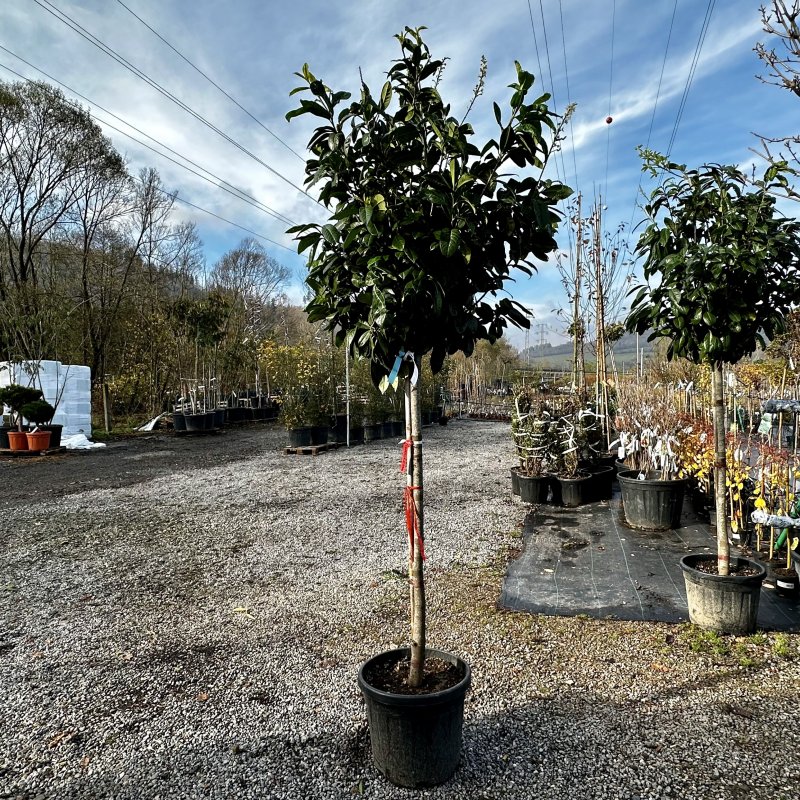 Prunus laurocerasus (Vavrínovec lekársky) ´NOVITA´-  kont.  C45L, výška: 240-250 cm - NA KMIENKU