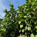 Prunus laurocerasus (Vavrínovec lekársky) ´NOVITA´-  kont.  C45L, výška: 240-250 cm - NA KMIENKU