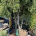 Juniperus x Media, Borievka prostredná ´PFITZERIANA´, kont. C150L, výška: 200-250 cm (-30°C) - viackmenný