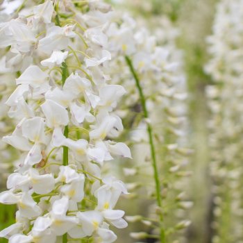 Wisteria Floribunda, Vistéria kvetnatá ´ALBA´ kont. C18L, výška: 100-120 cm (-22°C) - ŠPALIÉRA