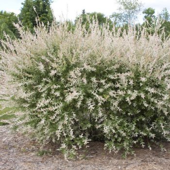 Salix Integra (vŕba japonská) ´HAKURO NISHIKI´, kont. C3L, výška: 100-120 cm (-34°C)