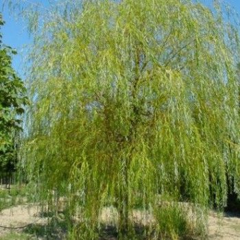 Salix Babylonica (Vŕba babylonská) ´AUREA´, kont. C35L, výška: 300-350 cm, obvod kmeňa 10/12 cm (-34°C)