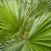 Washingtonia robusta, kont. C35L, výška kmeňa: 30-40 cm, celková výška: 120-150 cm (-4°C)