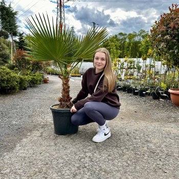 Washingtonia robusta, kont. C35L, výška kmeňa: 30-40 cm, celková výška: 120-150 cm (-4°C)