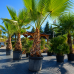 Washingtonia robusta (Mexická palma) – výška 220-240 cm, výška kmeňa 80-90 cm, kont. C70L (-4°C) Washingtonia robusta (Mexická palma) – výška 220-240 cm, výška kmeňa 80-90 cm, kont. C70L (-4°C)