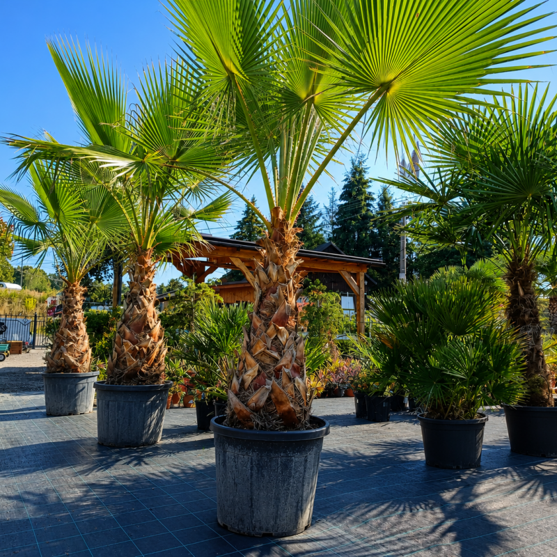Washingtonia robusta (Palma vláknitá) – výška kmeňa 80-90 cm, celková výška 200-220 cm (-4°C) Washingtonia robusta (Palma vláknitá) – výška kmeňa 80-90 cm, celková výška 200-220 cm (-4°C)