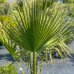 Washingtonia Filifera (Palma vláknitá) kont. C35L, výška kmeňa: 25-30 cm, celková výška: 130-140 cm (-4°C)