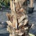 Washingtonia Filifera (Palma vláknitá) - kont. C40/50L, výška kmeňa: 100-130 cm, celková výška: 250-300 cm (-4°C)