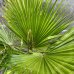 Washingtonia Filifera (Palma vláknitá) kont. C7.5L, výška kmeňa: 30-40 cm, celková výška: 90-100 cm (-4°C) - DVOJIČKY