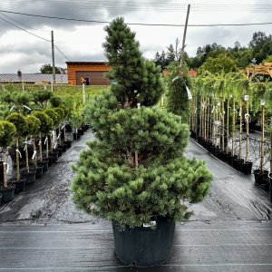 Pinus Sylvestris, Borovica lesná ´WATERERI´, kont. C130L, výška: 150-160 cm (-30°C) - ŠPIRÁLA