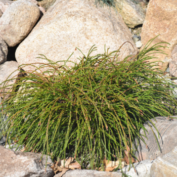 Thuja plicata (Tuja riasnatá) ´WHIPCORD´ - kont. C2L, výška 15-25 cm, ∅ rastliny 30-40 cm