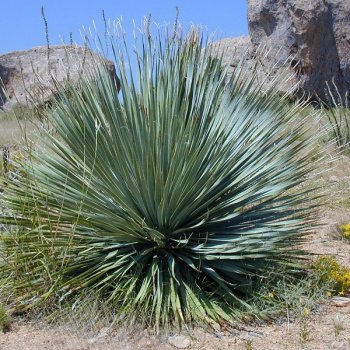 Yucca Rostrata (Juka) -  kont. C8L, výška 20-30 cm, Ø 30cm (-22°C)
