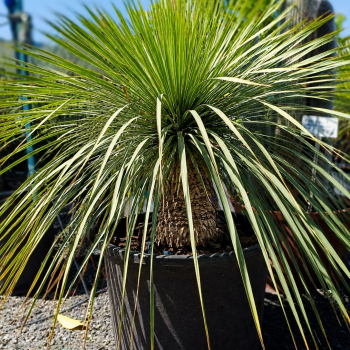 Yucca Rostrata (Juka) - kont. C35L, výška 60-80 cm, výška kmeňa 20-30 cm (-22°C)