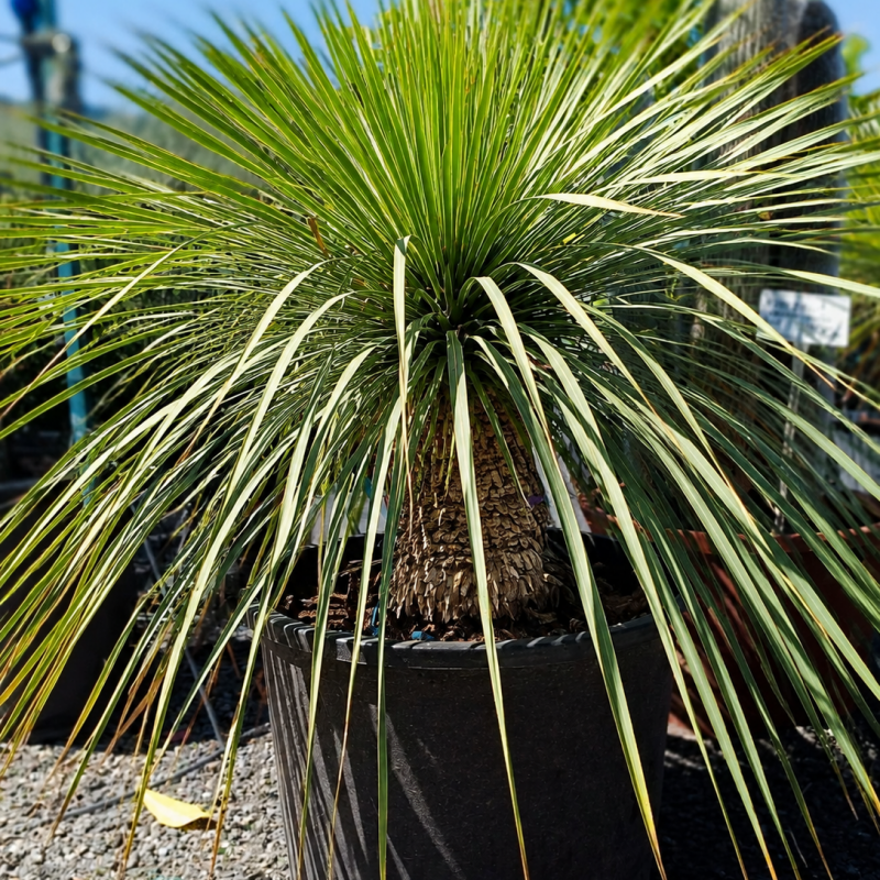 Yucca Rostrata (Juka) - kont. C35L, výška 60-80 cm, výška kmeňa 20-30 cm (-22°C) Yucca Rostrata (Juka) - kont. C35L, výška 60-80 cm, výška kmeňa 20-30 cm (-22°C)